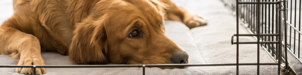 Hundekäfige und Transport